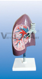 The dissection model of bronchus with right lung